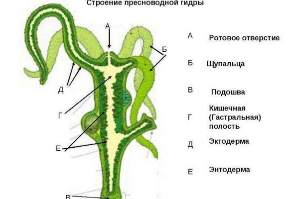 Сайт вместо гидры