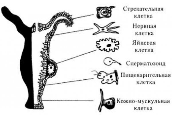 Кракен 13at